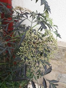 Sambucus nigra Black Lace