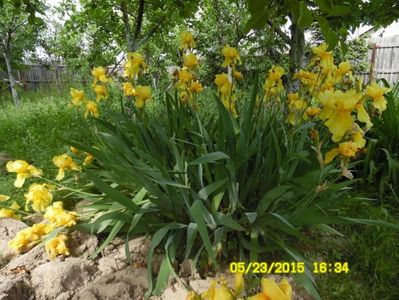 Iris cu floare mare galbena 15 lei