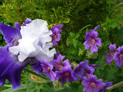 Worlds Premier si geranium Magnificum