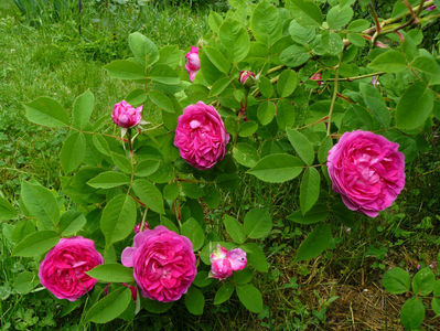 Rose de Violette o singura ramurica cazuta la pamant