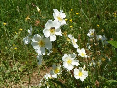 rosa spinosissim repens