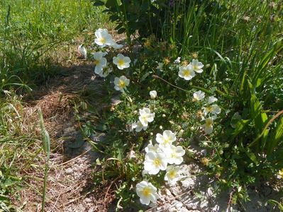 rosa spinosissim repens