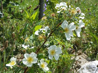 rosa spinosissim repens