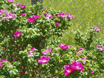 rosa rugosa Rubra