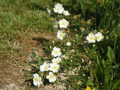 rosa spinosissim repens