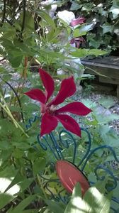 Clematis Gravetye Beauty