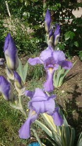 Iris variegat