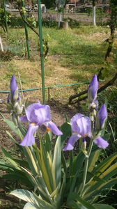 Iris variegat