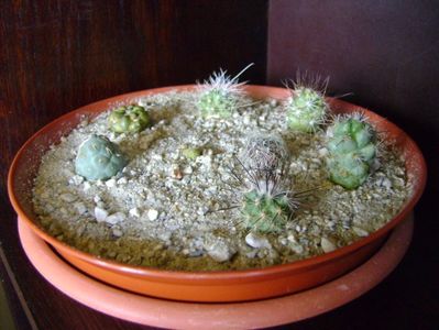 Grup  de 8 cactusi pusi la inradacinat; 2 mai 2018
