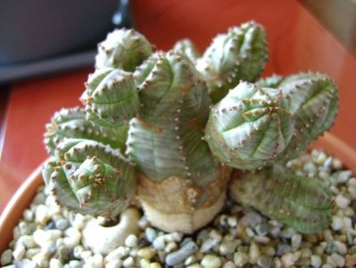 Euphorbia pseudoglobosa