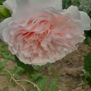 rose de tolbiac