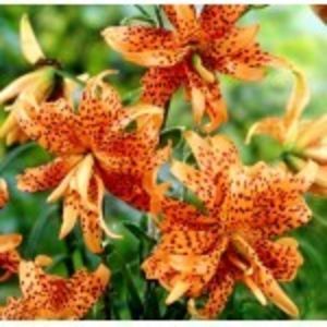 bulbi-crini-lancifolium-flore-pleno-nou1a-150x150