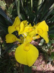 Iris pseudacorus (iris de balta), inalt
