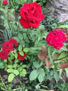dame de coeur