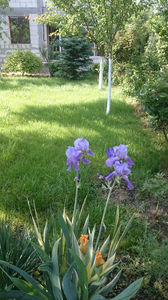 Iris variegat