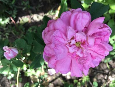 ispahan