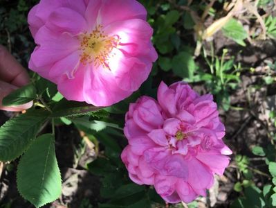 bulgaresc de parfum și Ispahan
