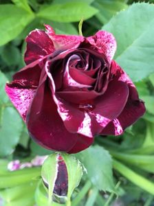Rosa mystica