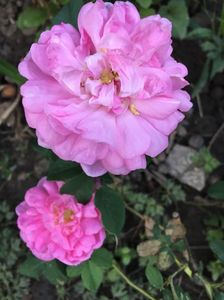 ispahan