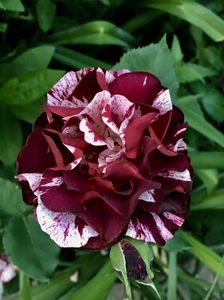 Rosa mystica