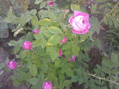 Yolande D'Aragon.; &#039;&#039;Un Hibrid perpetual creat de Vibert in 1843.
Flori destul de mari, la inceput cupate apoi se deschid complet, extrem de batute si cu un mic mijloc verde, care le face doesebite..&#039;&#03
