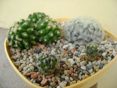Grup de 4 cactusi; Echinocactus grusonii v. inermis
Mammillaria plumosa
Echinofossulocactus sp.
Coryphantha sp.
