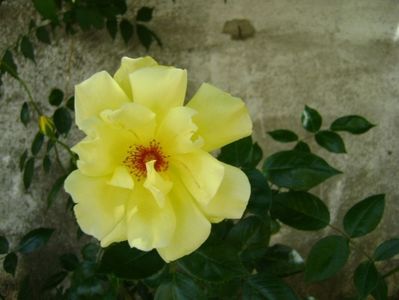 Trandafiri
