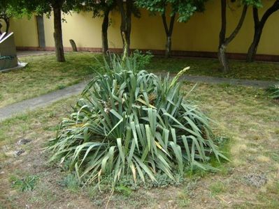 Yucca filamentosa, tije florale