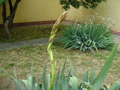 Yucca filamentosa, tije florale