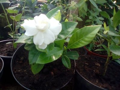 Floare de gardenie; GARDENIA JASMINOIDES
