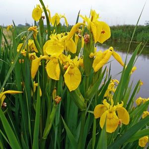 2) Iris de balta 10lei; Iris pseudacorus
