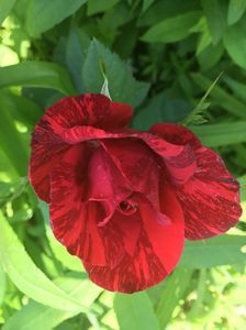 Red intuition