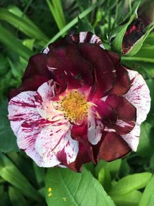 Rosa mystica