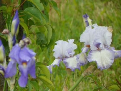 irisi pallida si Acoma