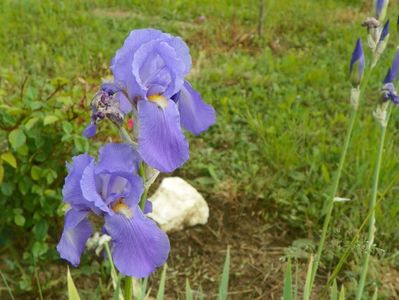 iris pallida