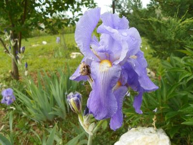 iris pallida