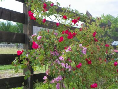 Marguerite Hilling si Scharlachglut