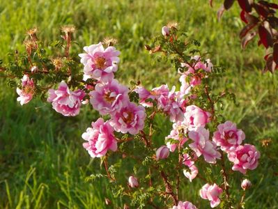 Burnet Irish Marbled