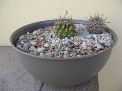 Grup de 2 Eriosyce; Eriosyce taltalensis v. floccosa = Pyrrhocactus floccosus
Eriosyce islayensis

