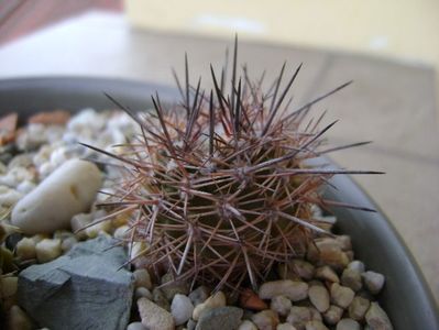 Eriosyce islayensis