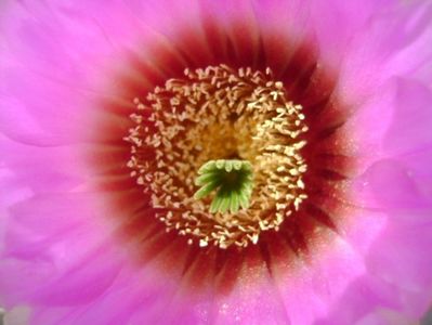 Echinocereus reichenbachii