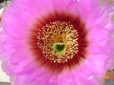 Echinocereus reichenbachii