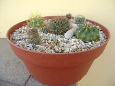 Grup de 5 cactusi; Lobivia arachnacantha v. densiseta
Matucana polzii
Ferocactus glaucescens
Brasilicactus haselbergii = Parodia haselbergii  
Aylostera heliosa
