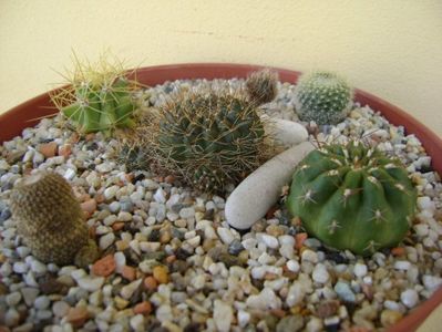 Grup de 5 cactusi; Lobivia arachnacantha v. densiseta
Matucana polzii
Ferocactus glaucescens
Brasilicactus haselbergii = Parodia haselbergii  
Aylostera heliosa
