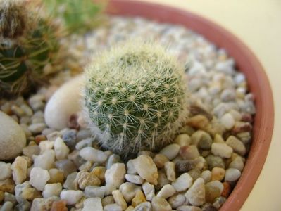 Brasilicactus haselbergii (Parodia haselbergii)