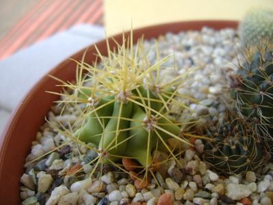 Ferocactus glaucescens