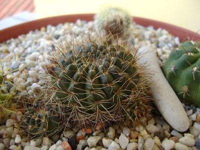 Lobivia arachnacantha v. densiseta (Echinopsis ancistrophora ssp. arachnacantha)