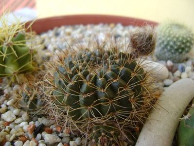 Lobivia arachnacantha v. densiseta (Echinopsis ancistrophora ssp. arachnacantha)