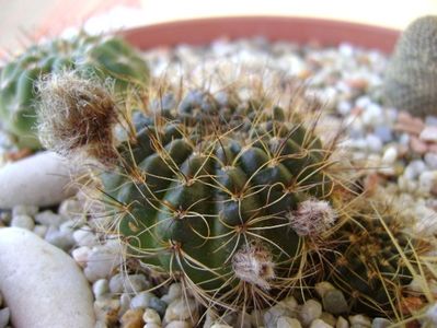 Lobivia arachnacantha v. densiseta (Echinopsis ancistrophora ssp. arachnacantha)