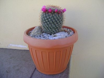 Mammillaria matudae; replantata
